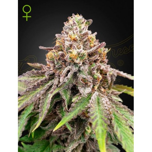 Blue Haze x Gelato 41 Auto Feminised Seeds Blue Haze x Gelato 41 Auto Feminised Seeds