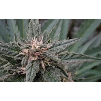 Early Sativa Regular Seeds - 10 Early Sativa Regular Seeds - 10