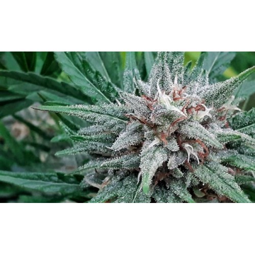 Sativa Samadhi Regular Seeds - 10
