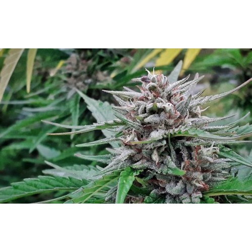 Super Tao Auto Regular Seeds - 10