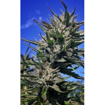 Haze Tao Auto Regular Seeds - 10 Haze Tao Auto Regular Seeds - 10