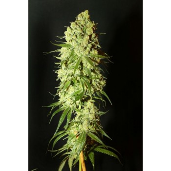 Cannatonic Regular Seeds - 10 Cannatonic Regular Seeds - 10