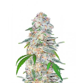 Blue Dream Auto Feminised Seeds