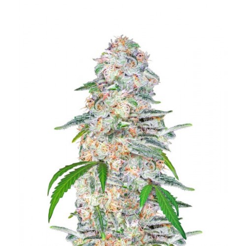 Blue Dream Auto Feminised Seeds