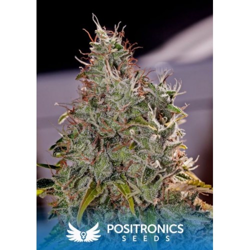 Amnesia Mistery Feminised Seeds Amnesia Mistery Feminised Seeds