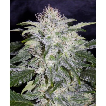 24 Carat Auto Feminised Seeds 24 Carat Auto Feminised Seeds