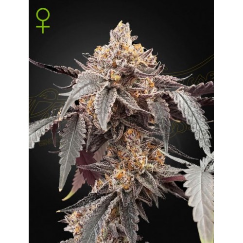 Guava x Gelato 41 Auto Feminised Seeds Guava x Gelato 41 Auto Feminised Seeds