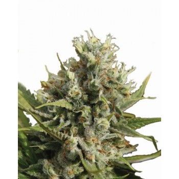 Amnesia Auto Feminised Seeds - 5 Amnesia Auto Feminised Seeds - 5