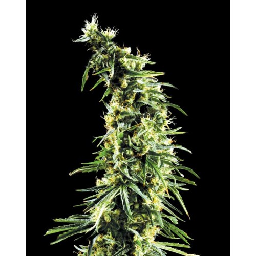 Hawaiian Snow Feminised Seeds Hawaiian Snow Feminised Seeds