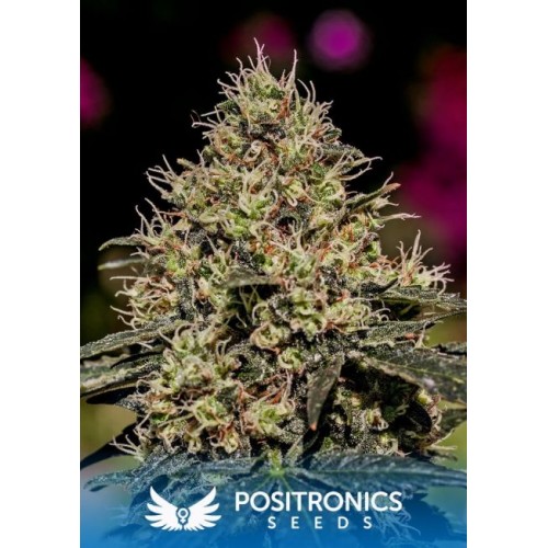 Critical # 47 Feminised Seeds