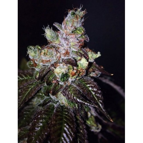Island Punch Auto Feminised Seeds - 6 Island Punch Auto Feminised Seeds - 6