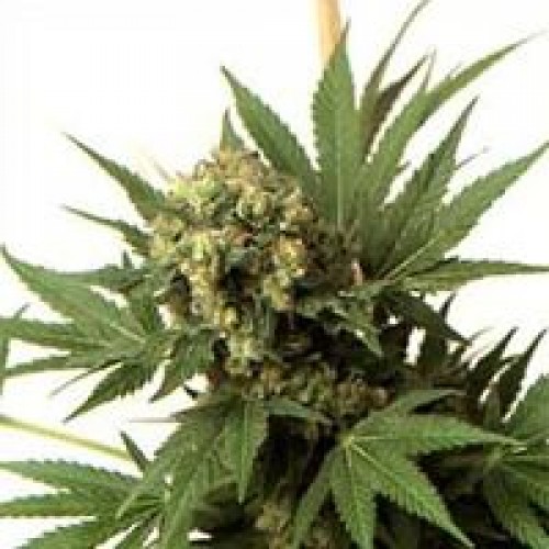 KC 33 Feminised Seeds - 5
