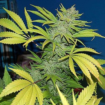 G13 Skunk Regular Seeds - 18 G13 Skunk Regular Seeds - 18