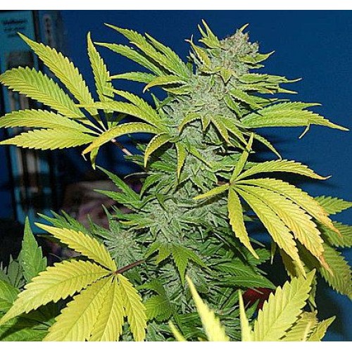 G13 Skunk Regular Seeds - 18