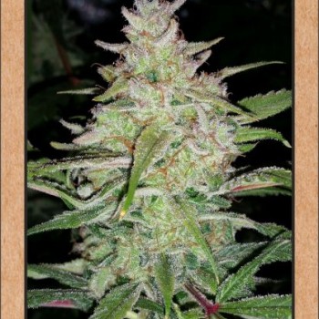Cosmic Queen Auto Feminised Seeds Cosmic Queen Auto Feminised Seeds