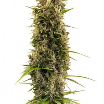 Golden Tiger Thai Dominant 3rd Version Feminised Seeds (Limited Edition) - 5