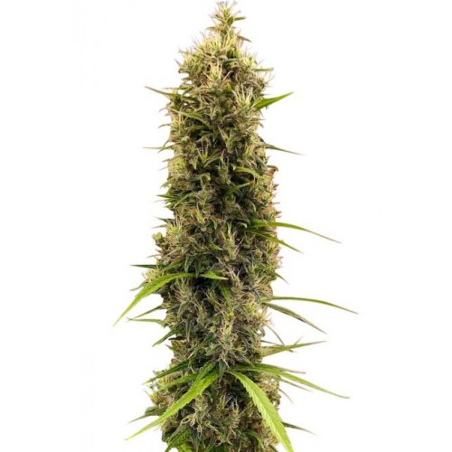 Golden Tiger Thai Dominant 3rd Version Feminised Seeds (Limited Edition) - 5 Golden Tiger Thai Dominant 3rd Version Feminised Seeds (Limited Edition) - 5