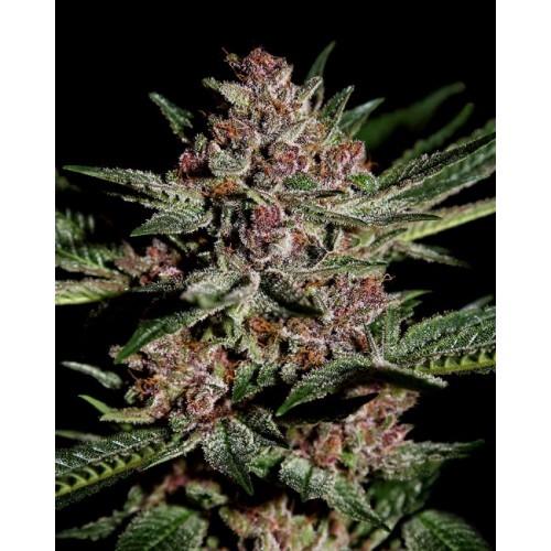 Bubba Kush Feminised Seeds