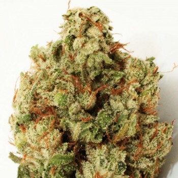 Green Ninja Feminised Seeds