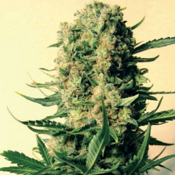 Critical Skunk Regular Seeds - 18 Critical Skunk Regular Seeds - 18