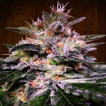 Bubba Hash Feminised Seeds Bubba Hash Feminised Seeds