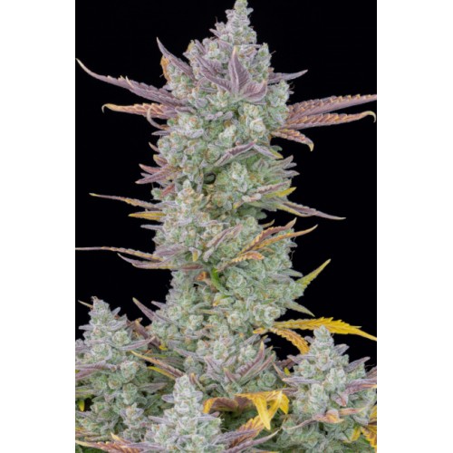 Gorilla Cookies Auto Feminised Seeds
