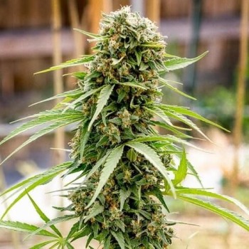 Dread Bread Regular Seeds - 11 Dread Bread Regular Seeds - 11