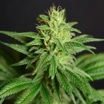 Jean Guy CBD Feminised Seeds - 6 Jean Guy CBD Feminised Seeds - 6