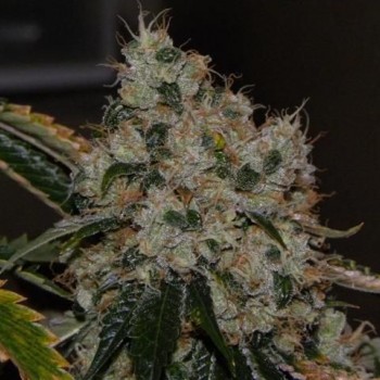 Chem 91 Feminised Seeds - 6 Chem 91 Feminised Seeds - 6