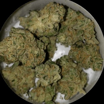 Blue Sunshine Regular Seeds - 11 Blue Sunshine Regular Seeds - 11