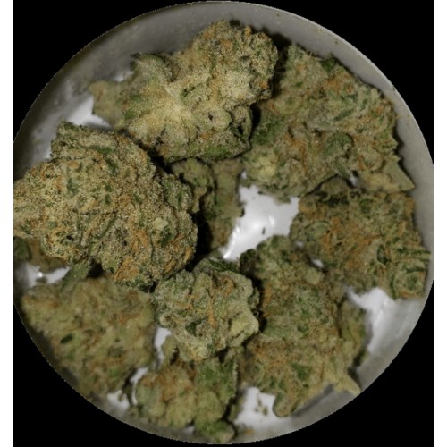Blue Sunshine Regular Seeds - 11 Blue Sunshine Regular Seeds - 11