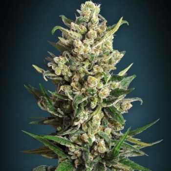 Collection #2 Feminised Seeds - 6 Collection #2 Feminised Seeds - 6