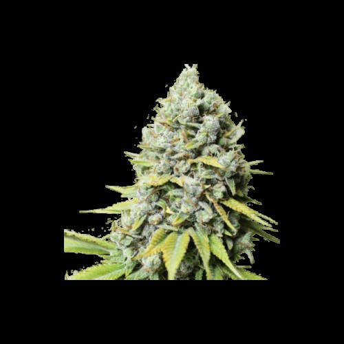 Kosher Haze Regular Seeds Kosher Haze Regular Seeds