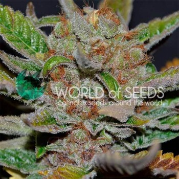 Bubba Haze Regular Seeds - 10 Bubba Haze Regular Seeds - 10