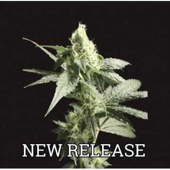Golden Haze Feminised Seeds Golden Haze Feminised Seeds