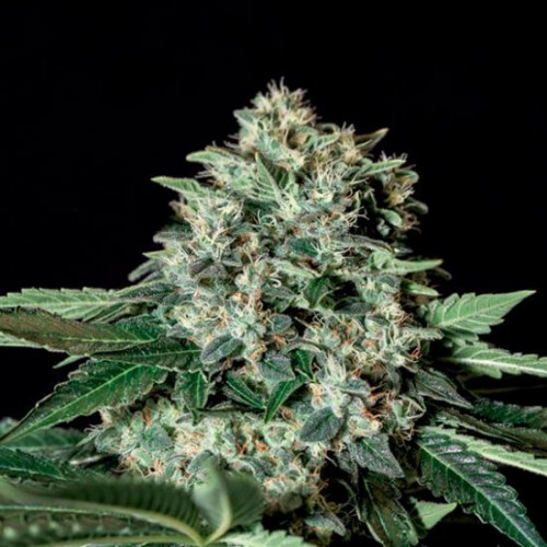 Gorila Bilbo Feminised Seeds Gorila Bilbo Feminised Seeds