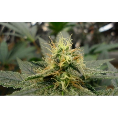 Dream Lotus Regular Seeds - 11