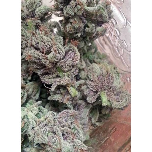 SoCal Master Kush Feminised Seeds - 6 SoCal Master Kush Feminised Seeds - 6