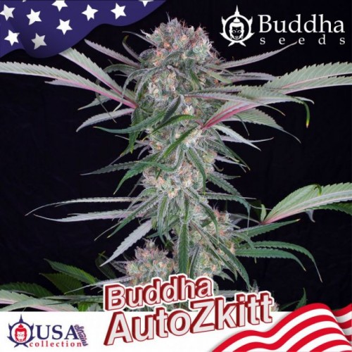 Buddha Zkittlez Auto Feminised Seeds Buddha Zkittlez Auto Feminised Seeds