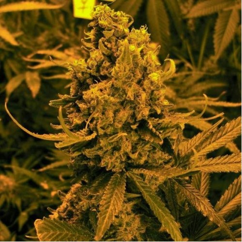 Blueberry Kush Auto Feminised Seeds - 5 Blueberry Kush Auto Feminised Seeds - 5