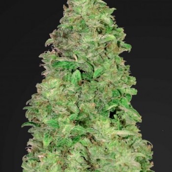 CBD 20:1 Auto Feminised Seeds CBD 20:1 Auto Feminised Seeds