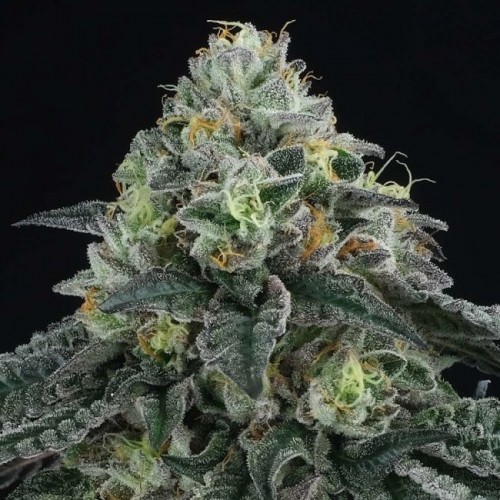 Bingsu Regular Seeds - 12 Bingsu Regular Seeds - 12