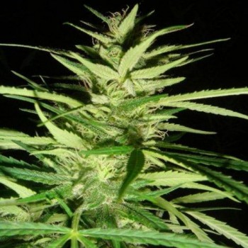 Master Kaze (Master Kush Skunk x Afghan Haze) Regular Seeds - 18 Master Kaze (Master Kush Skunk x Afghan Haze) Regular Seeds - 18