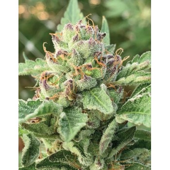 Apple Blossom Regular Seeds - 10 Apple Blossom Regular Seeds - 10