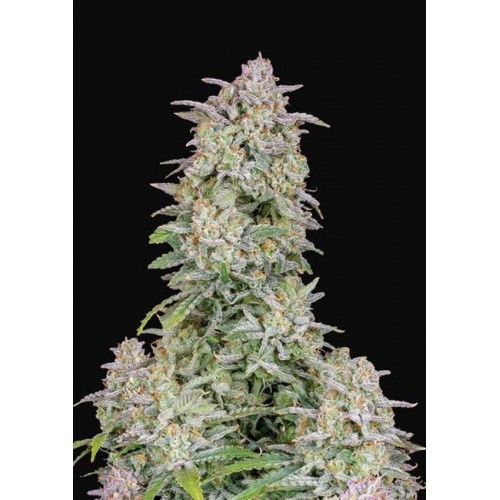 Forbidden Runtz Auto Feminised Seeds