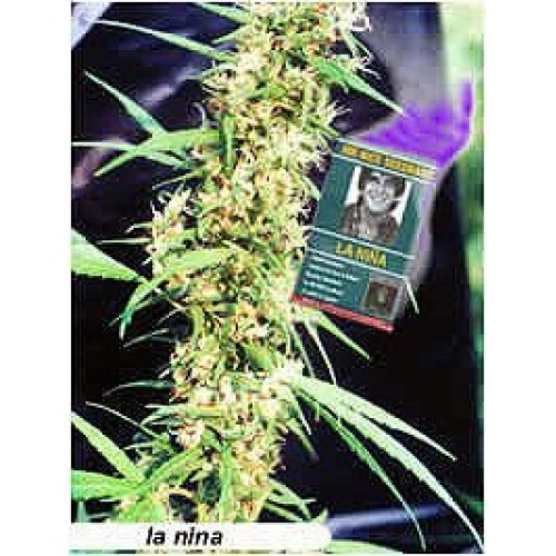 La Nina Regular Seeds - 18 La Nina Regular Seeds - 18