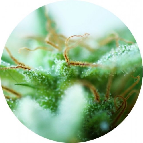 Dr. Tao Sativa Regular Seeds - 5 Dr. Tao Sativa Regular Seeds - 5