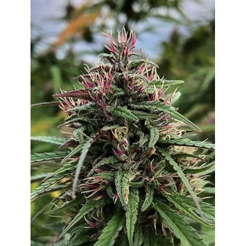 Boax-Hindu CBD Feminised Seeds - 6 Boax-Hindu CBD Feminised Seeds - 6