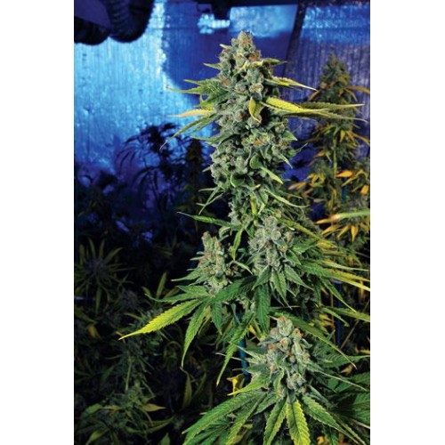Blue Dream Haze Feminised Seeds - 6 Blue Dream Haze Feminised Seeds - 6