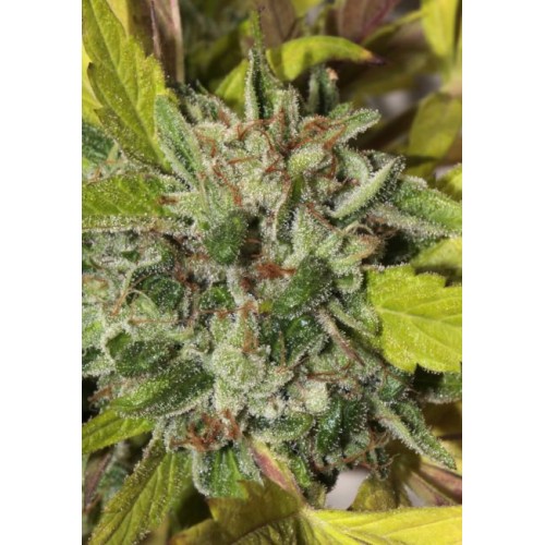 Matriarch OG Regular Seeds - 10 Matriarch OG Regular Seeds - 10